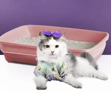 um gato fora da caixa de areia